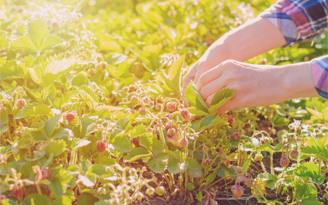 Was du vom Beeren pflücken lernen kannst!